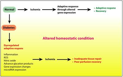 Diabetes mellitus in peripheral artery disease: Beyond a risk factor